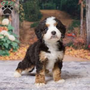 Keanu, Mini Bernedoodle Puppy